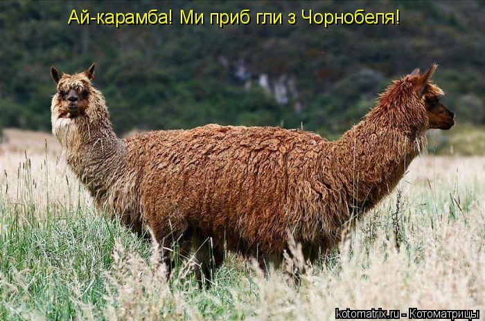 Ай-карамба! Ми прибігли з Чорнобеля!... Котоматрица: Ай-карамба! Ми прибігли з Чорнобеля!