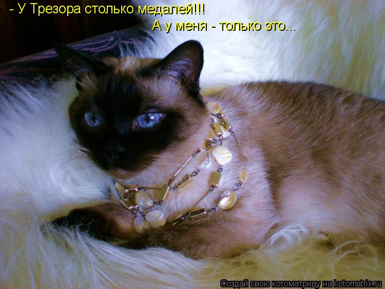 - У Трезора столько медалей!!! А у меня - только это...... Котоматрица: - У Трезора столько медалей!!! А у меня - только это...