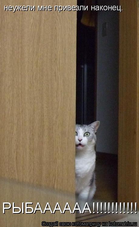 неужели мне привезли наконец. РЫБАААААА!!!!!!!!!!!!... Котоматрица: неужели мне привезли наконец. РЫБАААААА!!!!!!!!!!!!