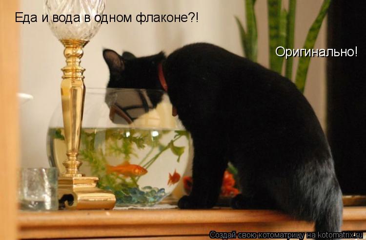 Еда и вода в одном флаконе?! Оригинально!... Котоматрица: Еда и вода в одном флаконе?! Оригинально!