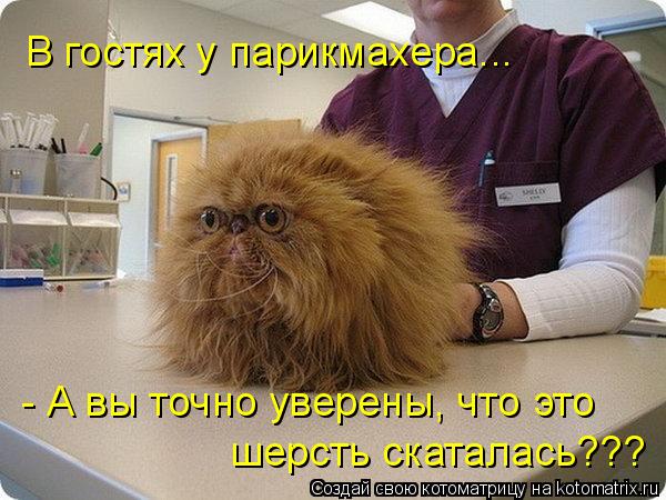 В гостях у парикмахера... - А вы точно уверены, что это шерсть скаталась???... Котоматрица: В гостях у парикмахера... - А вы точно уверены, что это шерсть скаталась???
