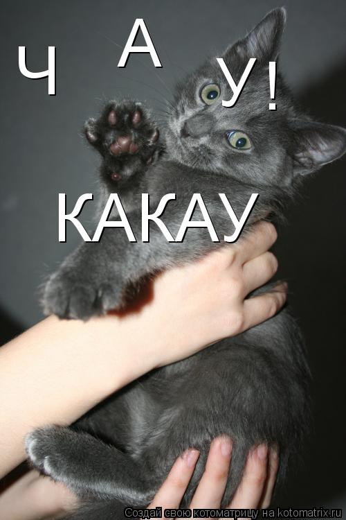 Ч А У КАКАУ !... Котоматрица: Ч А У КАКАУ !