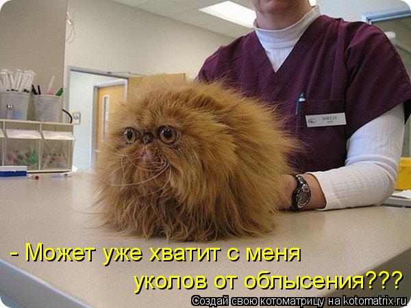 - Может уже хватит с меня уколов от облысения???... Котоматрица: - Может уже хватит с меня уколов от облысения???