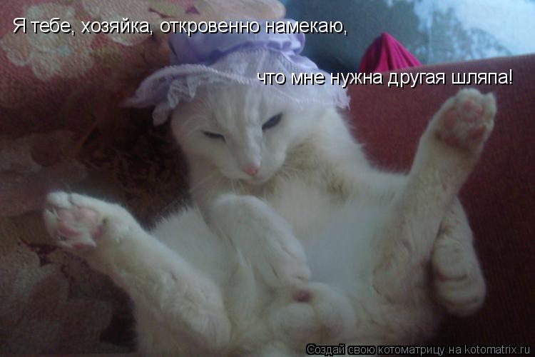 Я тебе, хозяйка, откровенно намекаю, что мне нужна другая шляпа!... Котоматрица: Я тебе, хозяйка, откровенно намекаю, что мне нужна другая шляпа!