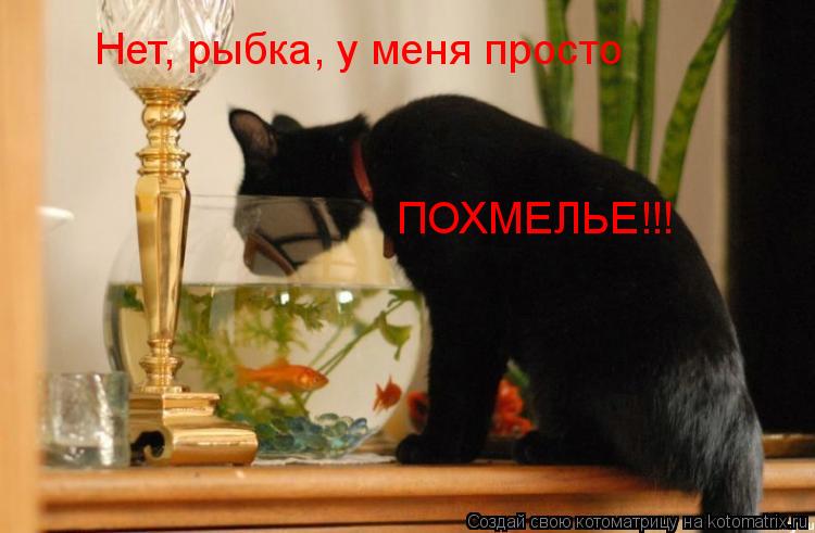 Нет, рыбка, у меня просто ПОХМЕЛЬЕ!!!... Котоматрица: Нет, рыбка, у меня просто ПОХМЕЛЬЕ!!!
