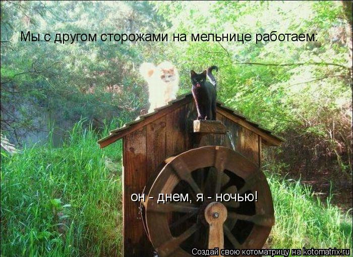Мы с другом сторожами на мельнице работаем: он - днем, я - ночью!... Котоматрица: Мы с другом сторожами на мельнице работаем: он - днем, я - ночью!
