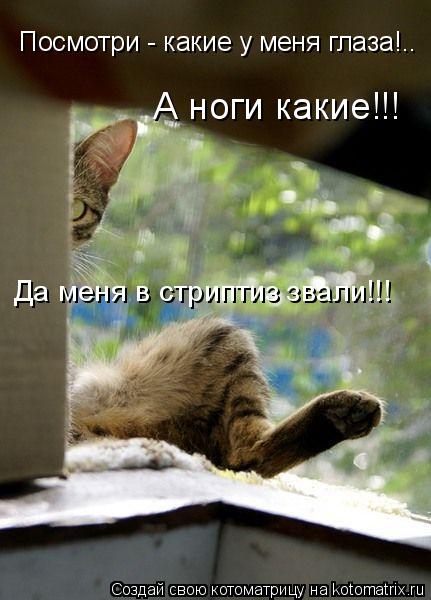 Посмотри - какие у меня глаза!.. А ноги какие!!! Да меня в стриптиз звали!!!... Котоматрица: Посмотри - какие у меня глаза!.. А ноги какие!!! Да меня в стриптиз звали!!!