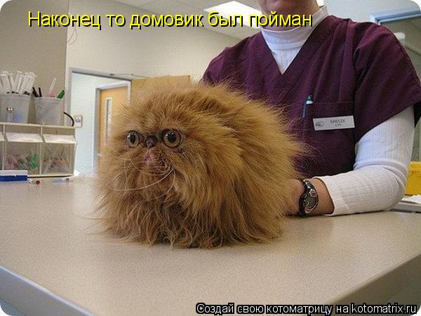 Наконец то домовик был пойман... Котоматрица: Наконец то домовик был пойман