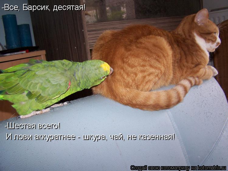 -Все, Барсик, десятая! -Шестая всего! И лови аккуратнее - шкура, чай, не казенная!... Котоматрица: -Все, Барсик, десятая! -Шестая всего! И лови аккуратнее - шкура, чай, не казенная!
