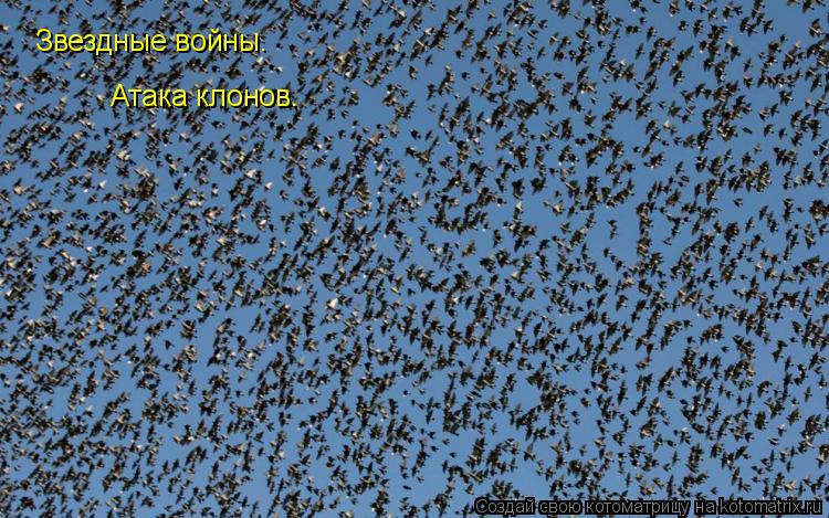 Звездные войны. Атака клонов.... Котоматрица: Звездные войны. Атака клонов.
