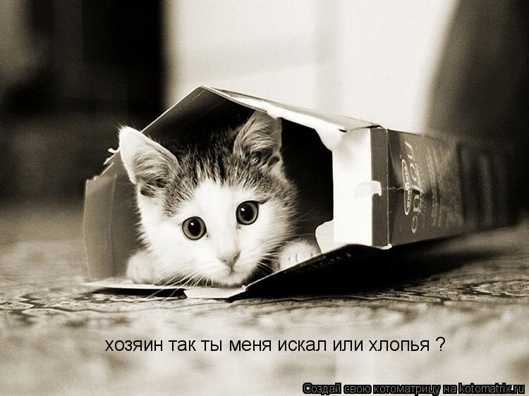 хозяин так ты меня искал или хлопья ?... Котоматрица: хозяин так ты меня искал или хлопья ?