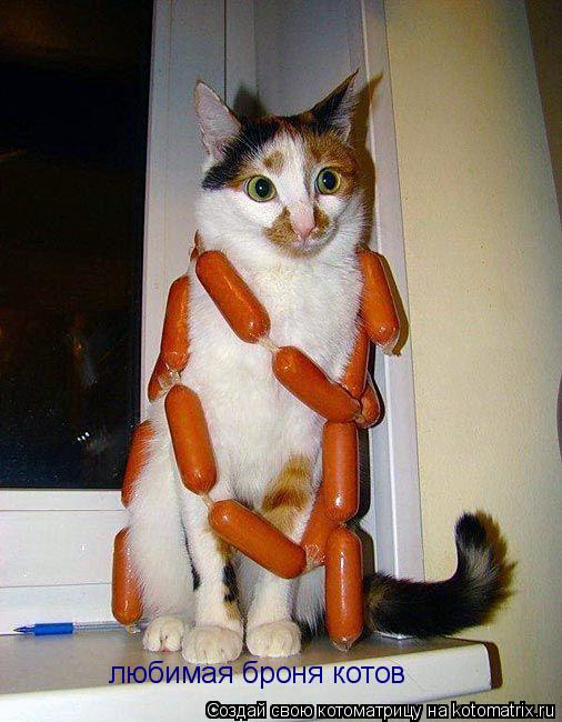 любимая броня котов... Котоматрица: любимая броня котов