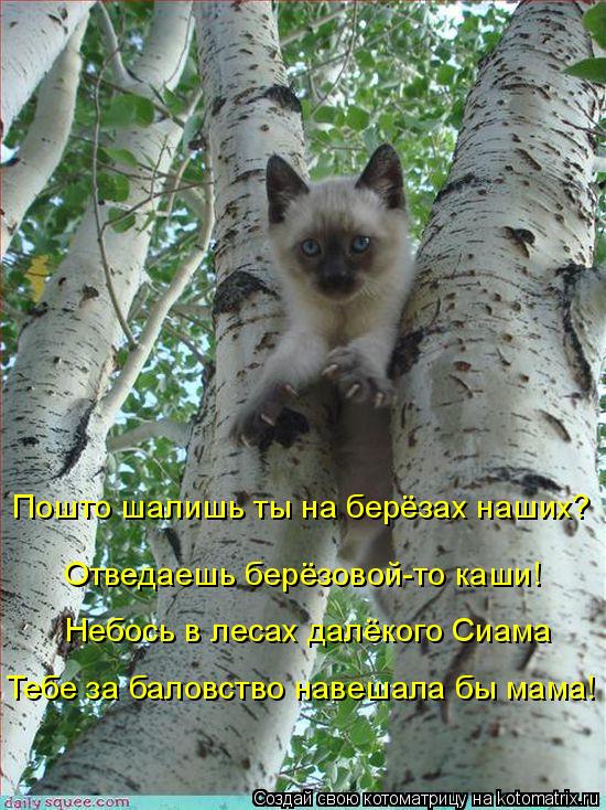 Пошто шалишь ты на берёзах наших? Отведаешь берёзовой-то каши! Небось в лесах далёкого Сиама Тебе за ... Котоматрица: Пошто шалишь ты на берёзах наших? Отведаешь берёзовой-то каши! Небось в лесах далёкого Сиама Тебе за баловство навешала бы мама!