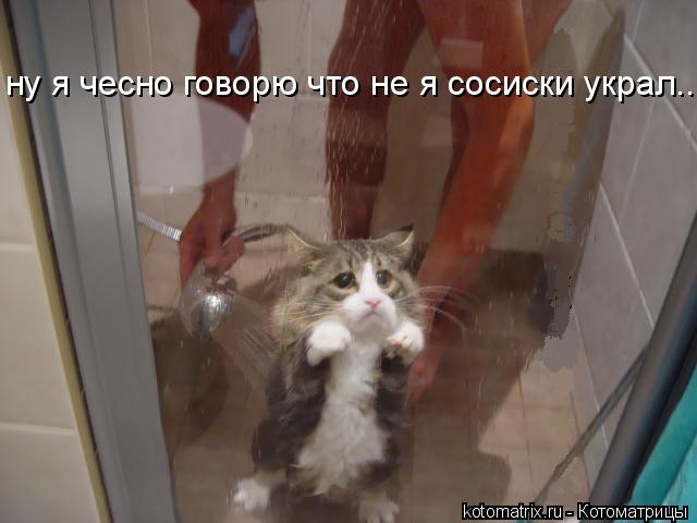 ну я чесно говорю что не я сосиски украл............ Котоматрица: ну я чесно говорю что не я сосиски украл.........