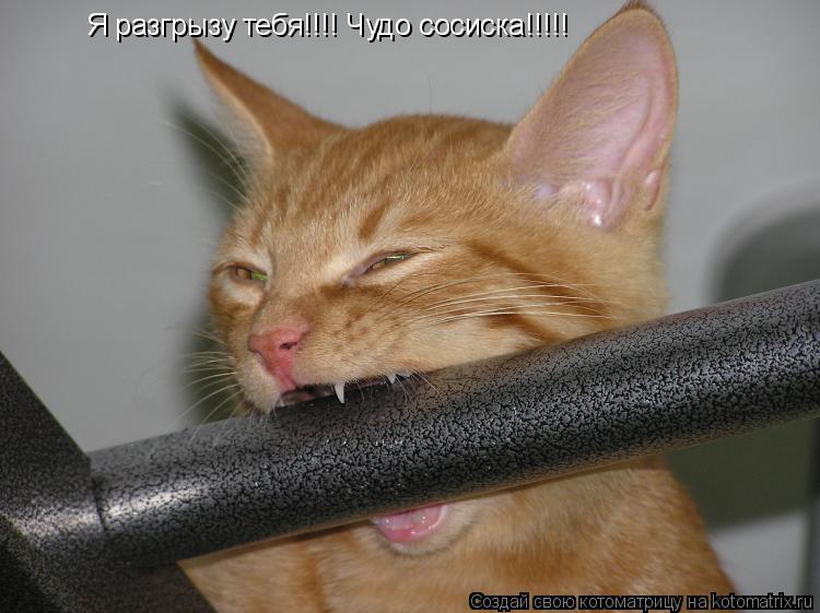 Я разгрызу тебя!!!! Чудо сосиска!!!!!... Котоматрица: Я разгрызу тебя!!!! Чудо сосиска!!!!!