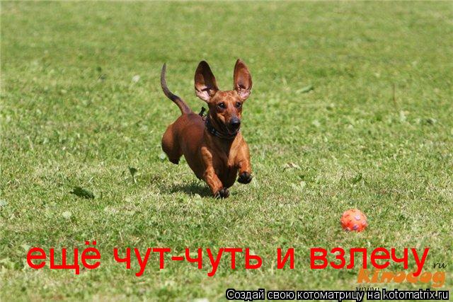 ещё чут-чуть и взлечу... Котоматрица: ещё чут-чуть и взлечу