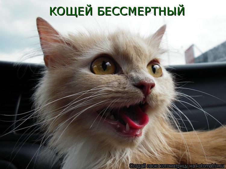 КОЩЕЙ БЕССМЕРТНЫЙ... Котоматрица: КОЩЕЙ БЕССМЕРТНЫЙ