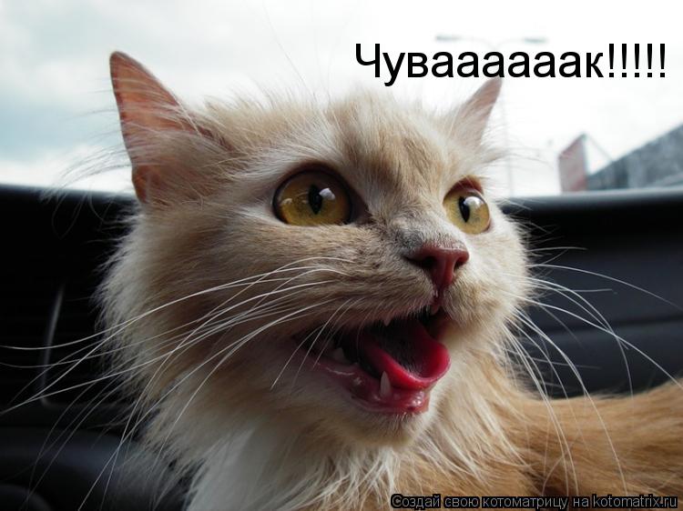 Чуваааааак!!!!!... Котоматрица: Чуваааааак!!!!!