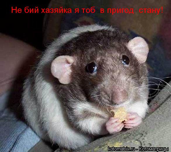 Не бий хазяйка я тобі в пригоді стану!... Котоматрица: Не бий хазяйка я тобі в пригоді стану!