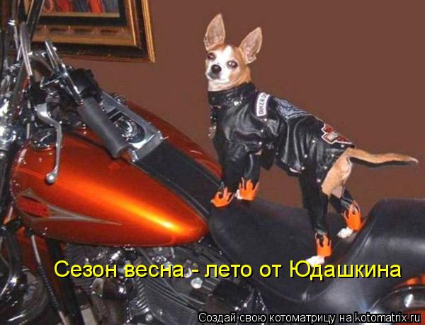 Сезон весна - лето от Юдашкина... Котоматрица: Сезон весна - лето от Юдашкина