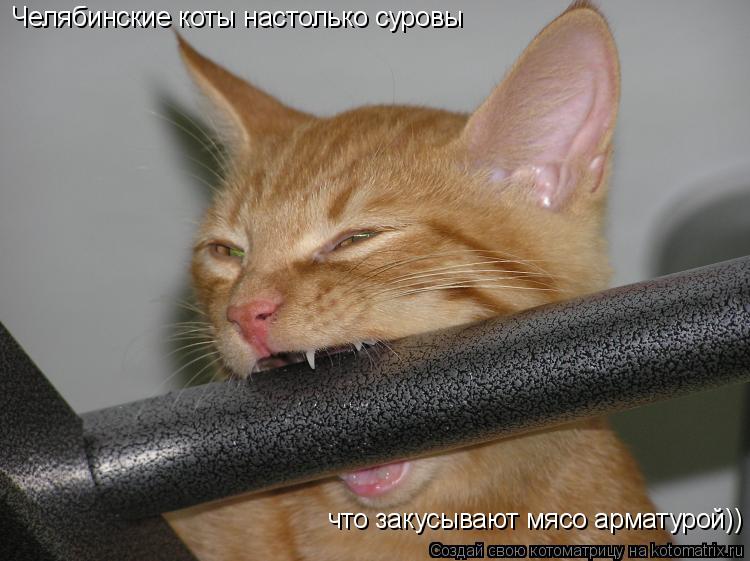 Челябинские коты настолько суровы что закусывают мясо арматурой))... Котоматрица: Челябинские коты настолько суровы что закусывают мясо арматурой))