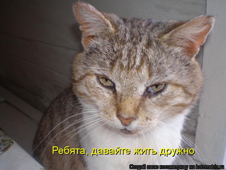 Ребята, давайте жить дружно... Котоматрица: Ребята, давайте жить дружно