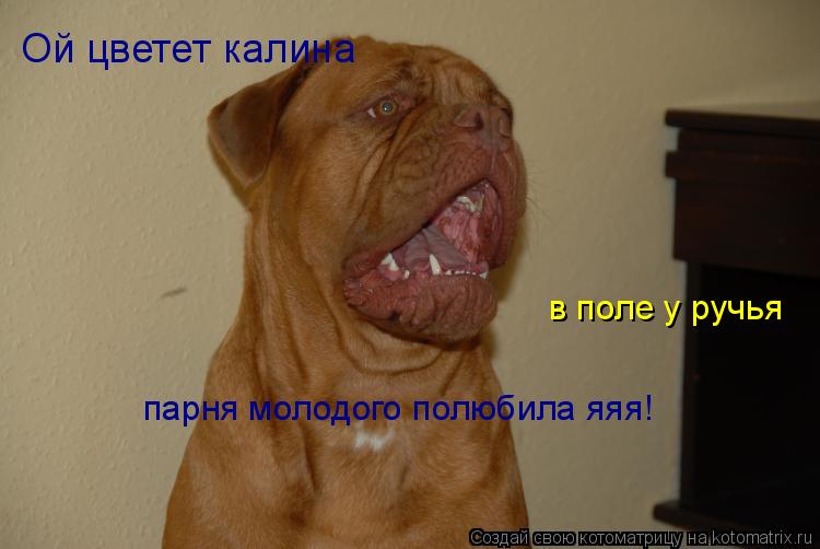 Ой цветет калина в поле у ручья парня молодого полюбила яяя!... Котоматрица: Ой цветет калина в поле у ручья парня молодого полюбила яяя!