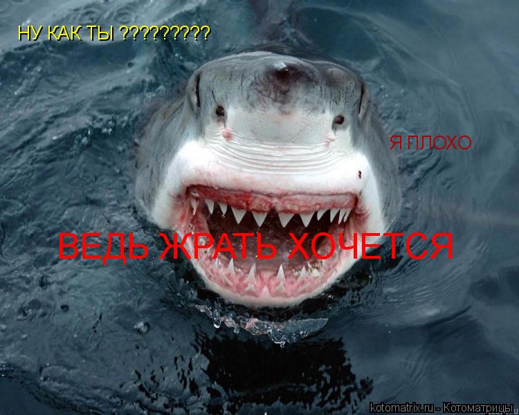 НУ КАК ТЫ ????????? Я ПЛОХО ВЕДЬ ЖРАТЬ ХОЧЕТСЯ... Котоматрица: НУ КАК ТЫ ????????? Я ПЛОХО ВЕДЬ ЖРАТЬ ХОЧЕТСЯ