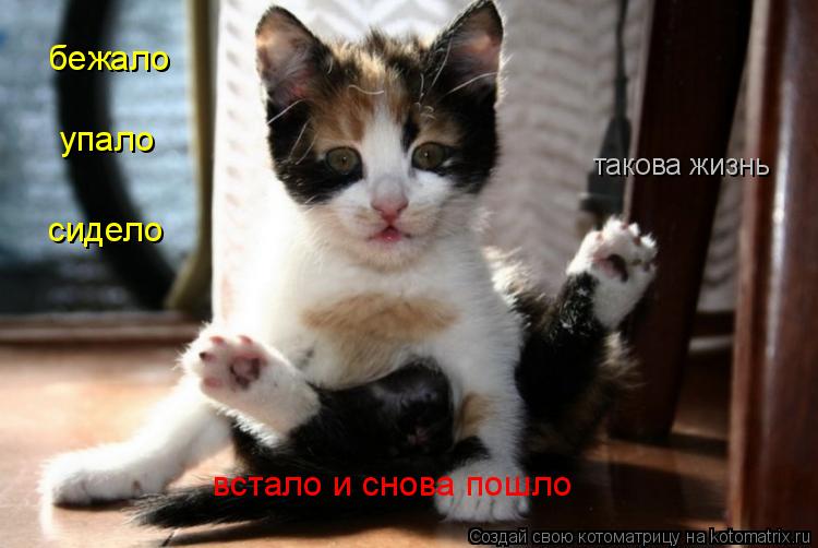 бежало упало сидело встало и снова пошло такова жизнь... Котоматрица: бежало упало сидело встало и снова пошло такова жизнь