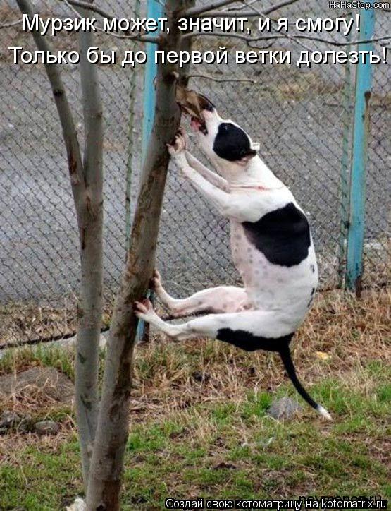 Мурзик может, значит, и я смогу! Только бы до первой ветки долезть!... Котоматрица: Мурзик может, значит, и я смогу! Только бы до первой ветки долезть!