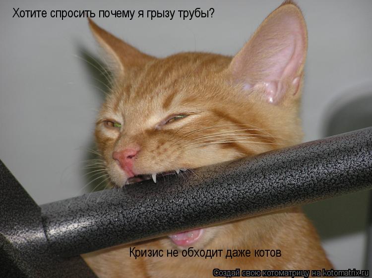 Хотите спросить почему я грызу трубы? Кризис не обходит даже котов... Котоматрица: Хотите спросить почему я грызу трубы? Кризис не обходит даже котов