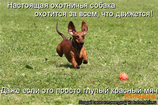 Настоящая охотничья собака охотится за всем, что движется! Даже если это просто глупый красный мяч.... Котоматрица: Настоящая охотничья собака охотится за всем, что движется! Даже если это просто глупый красный мяч.