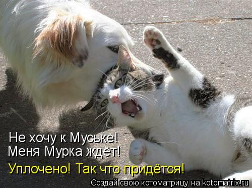 Не хочу к Муське! Меня Мурка ждёт! Уплочено! Так что придётся!... Котоматрица: Не хочу к Муське! Меня Мурка ждёт! Уплочено! Так что придётся!