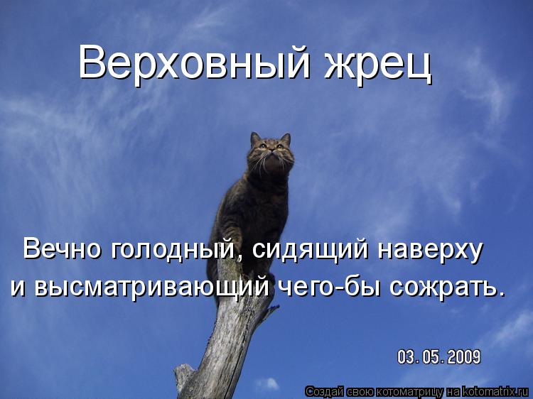Верховный жрец Вечно голодный, сидящий наверху и высматривающий чего-бы сожрать.... Котоматрица: Верховный жрец Вечно голодный, сидящий наверху и высматривающий чего-бы сожрать.