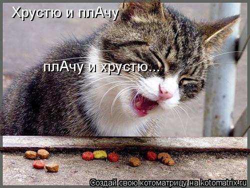 Хрустю и плАчу плАчу и хрустю...... Котоматрица: Хрустю и плАчу плАчу и хрустю...