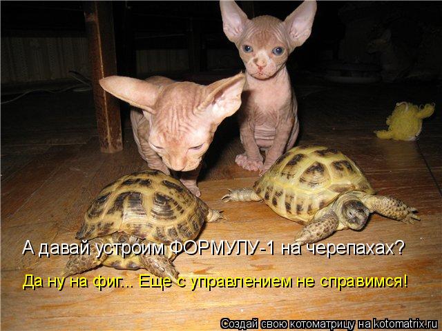 Котоматрица: А давай устроим ФОРМУЛУ-1 на черепахах? Да ну на фиг... Еще с управлением не справимся!