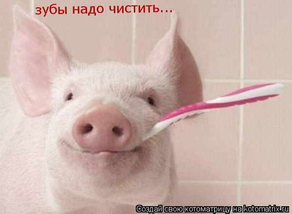 зубы надо чистить...... Котоматрица: зубы надо чистить...