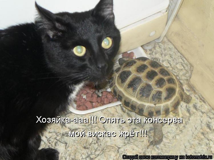 Хозяйка-ааа!!! Опять эта консерва мой вискас жрёт!!!... Котоматрица: Хозяйка-ааа!!! Опять эта консерва мой вискас жрёт!!!