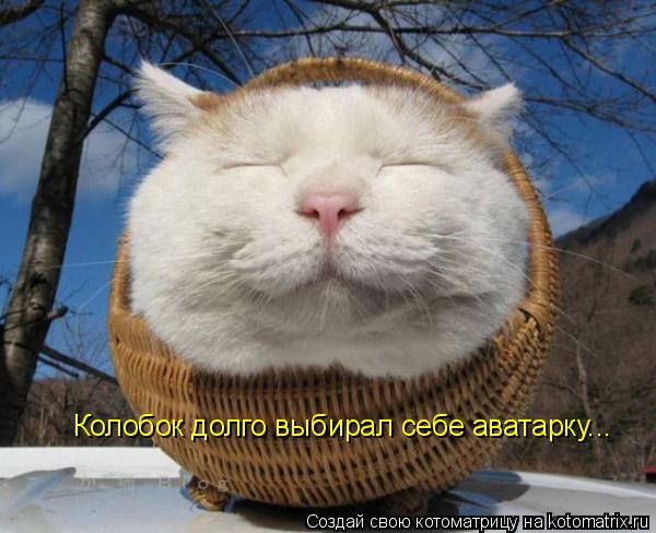 Котоматрица: Колобок долго выбирал себе аватарку...