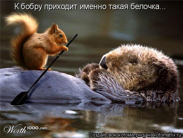 К бобру приходит именно такая белочка...... Котоматрица: К бобру приходит именно такая белочка...