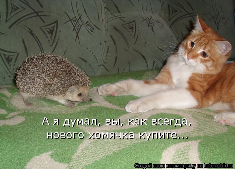 А я думал, вы, как всегда, нового хомячка купите...... Котоматрица: А я думал, вы, как всегда, нового хомячка купите...