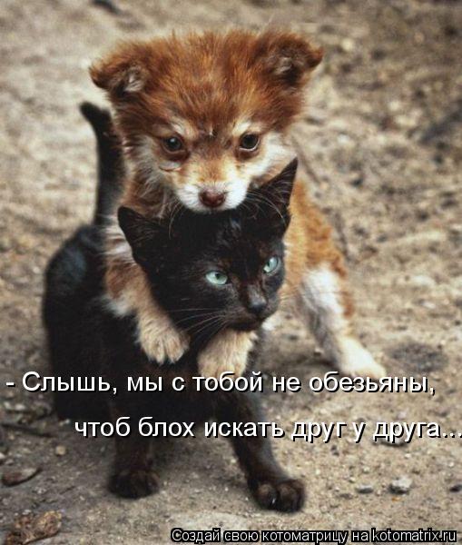 - Слышь, мы с тобой не обезьяны, чтоб блох искать друг у друга...... Котоматрица: - Слышь, мы с тобой не обезьяны, чтоб блох искать друг у друга...