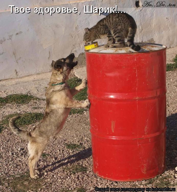 Котоматрица: Твое здоровье, Шарик!...