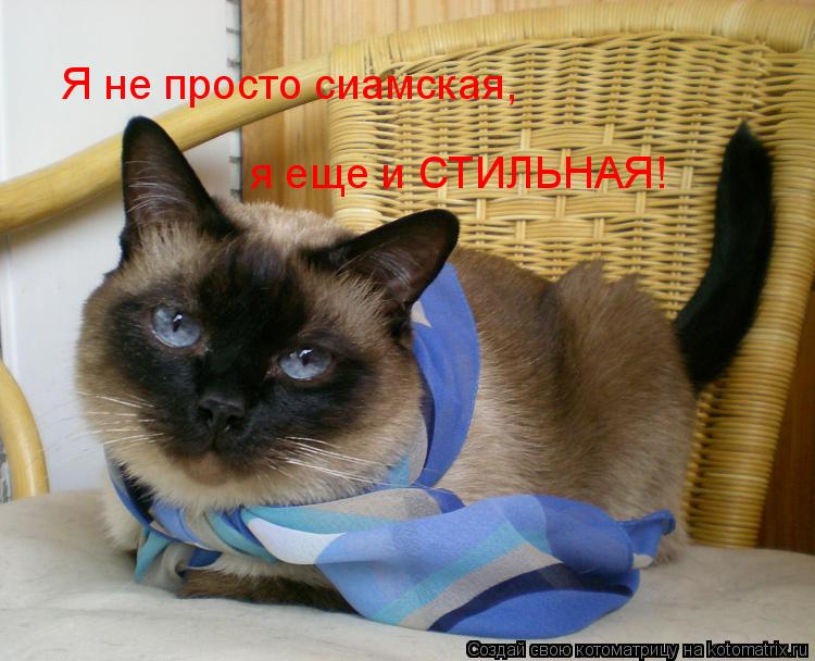 Я не просто сиамская, я еще и СТИЛЬНАЯ!... Котоматрица: Я не просто сиамская, я еще и СТИЛЬНАЯ!