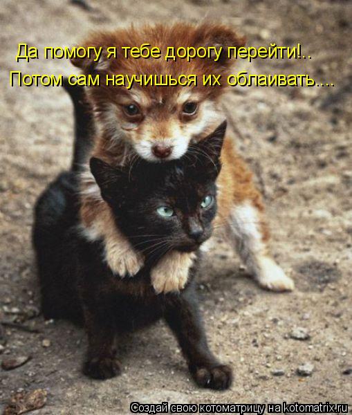 Котоматрица: Да помогу я тебе дорогу перейти!.. Потом сам научишься их облаивать....