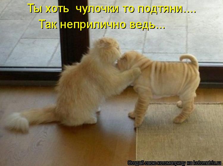 Котоматрица: Так неприлично ведь... Ты хоть  чулочки то подтяни....