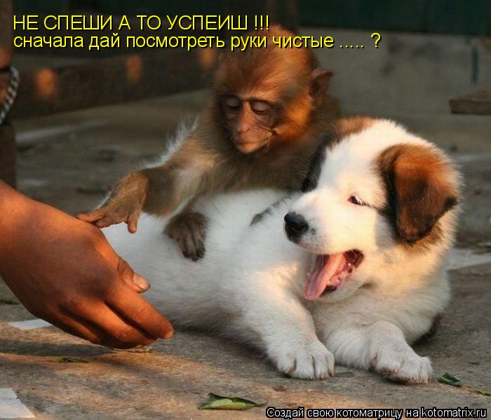 НЕ СПЕШИ А ТО УСПЕИШ !!! сначала дай посмотреть руки чистые ..... ?... Котоматрица: НЕ СПЕШИ А ТО УСПЕИШ !!! сначала дай посмотреть руки чистые ..... ?