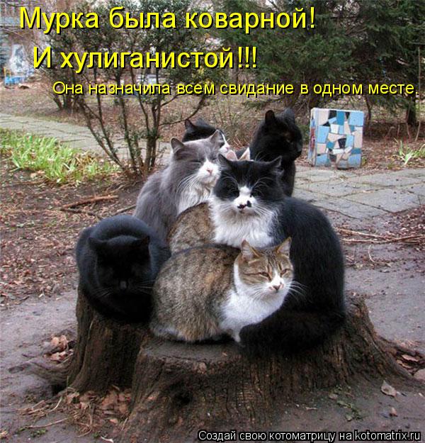 Мурка была коварной! И хулиганистой!!! Она назначила всем свидание в одном месте.... Котоматрица: Мурка была коварной! И хулиганистой!!! Она назначила всем свидание в одном месте.