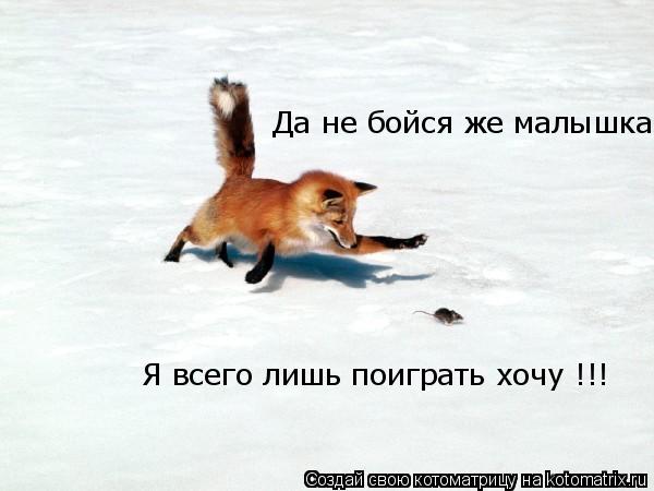 Котоматрица: Да не бойся же малышка  Я всего лишь поиграть хочу !!!