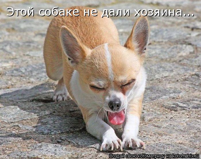 Котоматрица: Этой собаке не дали хозяина...